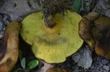 Boletinellus merulioides image