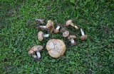 Suillus weaverae image