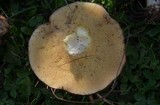 Suillus weaverae image