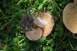 Suillus weaverae image