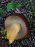 Boletus auripes image