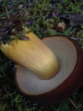 Boletus auripes image