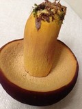 Boletus auripes image