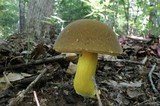 Boletus auripes image