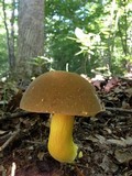 Boletus auripes image