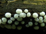 Ceratiomyxa fruticulosa var. fruticulosa image