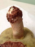 Boletus miniato-olivaceus image