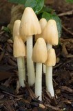 Conocybe apala image