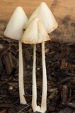 Conocybe apala image