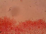 Conocybe apala image