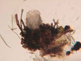 Herpotrichia macrotricha image