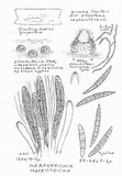 Herpotrichia macrotricha image
