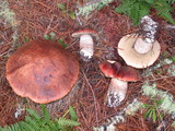 Leccinum manzanitae image