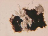 Herpotrichia macrotricha image