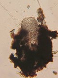 Herpotrichia macrotricha image