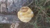 Ganoderma curtisii image