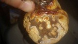 Ganoderma curtisii image