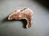 Ganoderma curtisii image