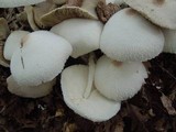 Leucocoprinus cepistipes image