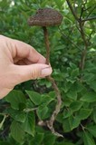 Amauroderma rugosum image