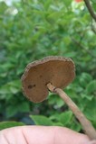 Amauroderma rugosum image