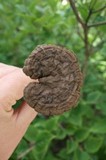 Amauroderma rugosum image