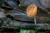 Cookeina tricholoma image