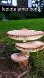 Leucoagaricus americanus image