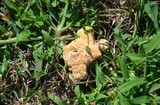 Ganoderma curtisii image