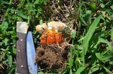Ganoderma curtisii image