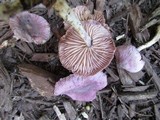 Gymnopus iocephalus image