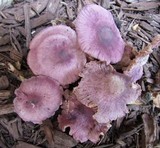 Gymnopus iocephalus image