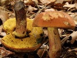 Boletus oliveisporus image