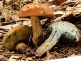 Boletus oliveisporus image