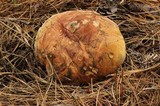 Boletus oliveisporus image