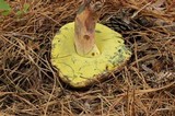 Boletus oliveisporus image