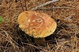 Boletus oliveisporus image