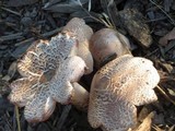 Leucoagaricus americanus image