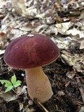 Tylopilus badiceps image