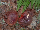 Leccinum manzanitae image