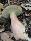 Tylopilus badiceps image