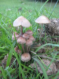 Panaeolus cinctulus image