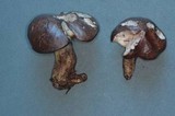 Suillus punctatipes image