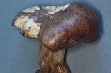 Suillus punctatipes image