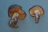 Suillus punctatipes image