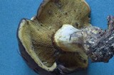Suillus punctatipes image