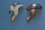 Suillus punctatipes image