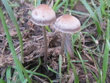 Panaeolus cinctulus image