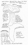 Suillus punctatipes image