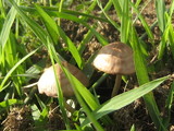 Panaeolus cinctulus image